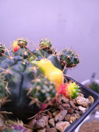Cactus in a pot on a table, closeup of photoの写真素材