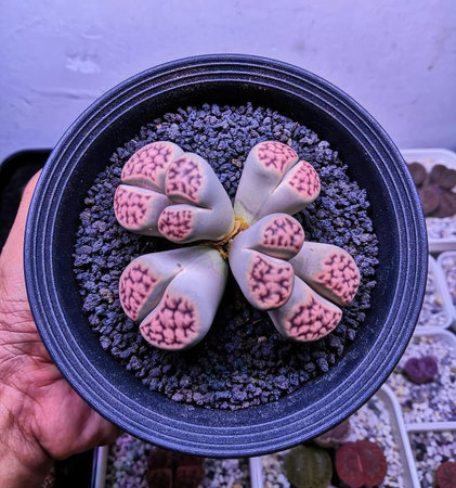 Cactus in a pot in the hands of a gardener.の写真素材