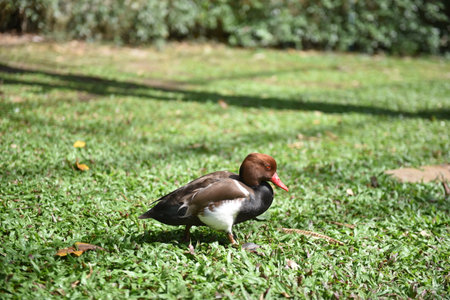 Duck in the grass. Red-throated pochard (Netta rufina)の写真素材