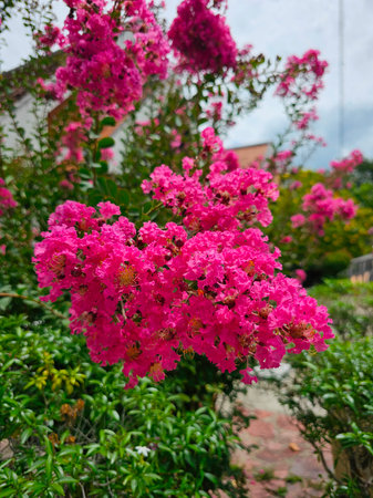 Pink flowers of Lagerstroemia speciosa in the gardenの写真素材