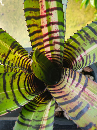 Close up of agave plant in the botanical garden, Thailand.の写真素材