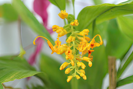Close up of yellow flower with green leaves in the background.の写真素材