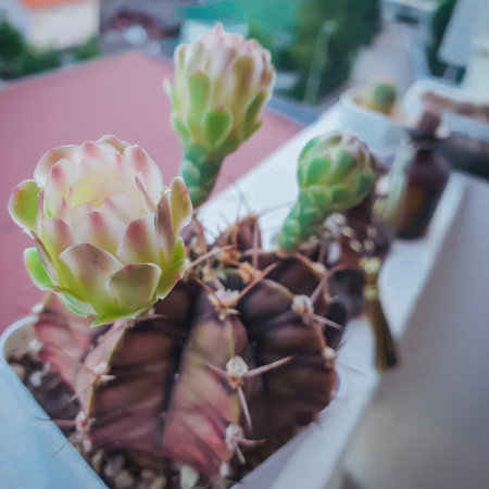Cactus in pot with filter effect retro vintage style and soft focus