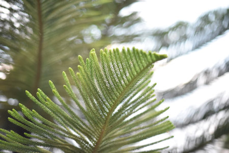 Evergeen branches, possibly fir or pine, against a clear skyの写真素材