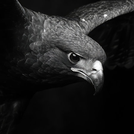 A stunning close-up of a majestic falcon captured in black and white photography. This striking image highlights the bird's fierce gaze and detailed feathers, embodying the essence of wildlife beauty.の写真素材