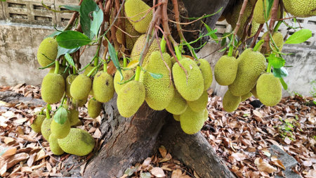 A vibrant green jackfruit cluster hanging from a tree branch, surrounded by fallen leaves. This...