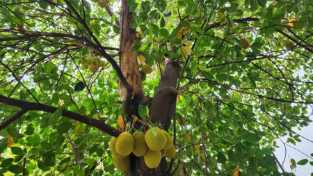 A playful monkey climbs a jackfruit tree filled with lush green foliage. The vibrant leaves and...