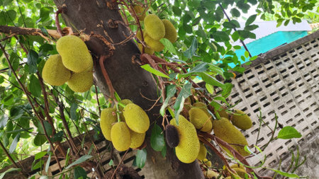 This image showcases a vibrant jackfruit tree, filled with ripening fruit surrounded by lush...
