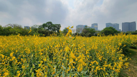 A vibrant field of yellow flowers set against a modern city skyline captures the contrast between...