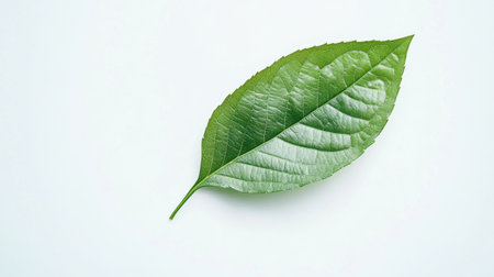 A stunning close-up of a green leaf with intricate texture resting against a plain background,...