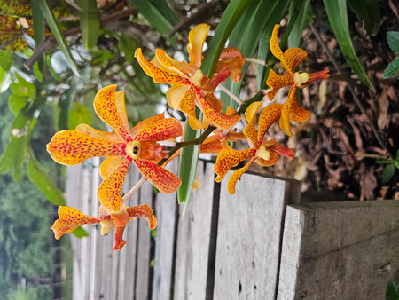A captivating close-up of vibrant orange orchid blooms surrounded by lush green foliage. This stunning floral arrangement captures the beauty of nature, perfect for enhancing any design or project focused on botanical themes.の写真素材