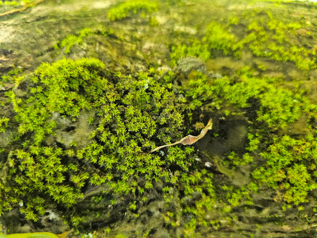 This image captures a vibrant green moss texture, showcasing the beauty and diversity of natural habitats in a close-up view.の写真素材