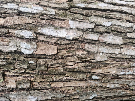 This close-up image showcases the intricate texture and natural patterns of tree bark, highlighting earthy tones and organic details found in nature.の写真素材