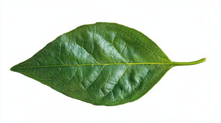 A vibrant green leaf showcases intricate vein patterns on a pure white background. This image...