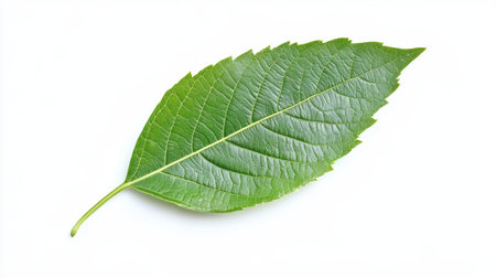 A fresh green leaf isolated on a white background, showcasing intricate details of its texture and vibrant color, perfect for natural and botanical themes.の写真素材
