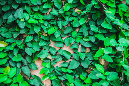 The Green Creeper Plant on a brick Wall Creates a Beautiful Backgroundの写真素材
