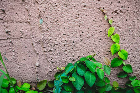 The Green Creeper Plant on a brick Wall Creates a Beautiful Background