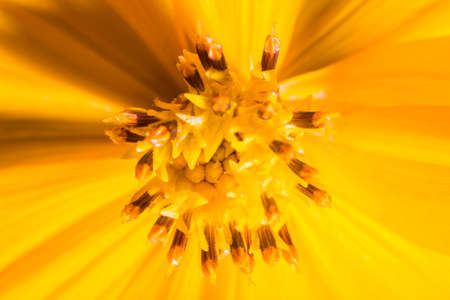 yellow flower isolated background-Macro photoの写真素材