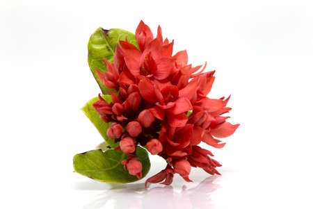 Isolate of red ixora with green leaf on a white background. Ixora is a genus of flowering plants in the Rubiaceae family. It is the only genus in the tribe Ixoreaeの写真素材