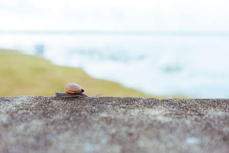 Snails sliding on the concrete wall.の写真素材
