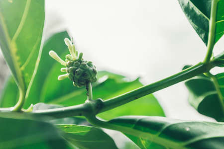 Noni or Morinda citrifolia, great morinda, Indian mulberry, beach mulberry, or cheese fruit on tree.,herbの写真素材