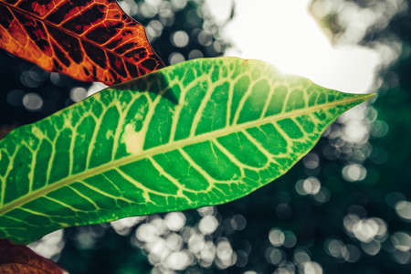 Low key of the peak green plant leaves, Selective focus.の写真素材