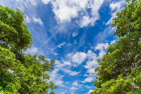 Sky blue and tree with clouds, color full toneの写真素材