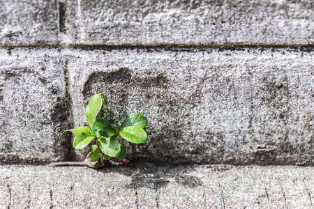 Young tree sapling sprouting from concrete wall.の写真素材
