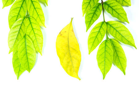 Green leaves and yellow leaves on a white backgroundの写真素材