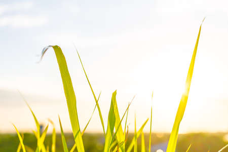 Green grass and grass flowers on the field with flare light. Beautiful summer landscape. Soft focusの写真素材