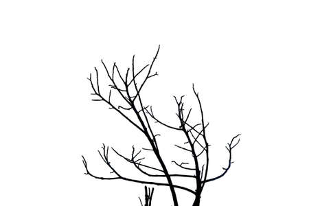 Tree branch silhouette on a white background-Isolate photo.の写真素材