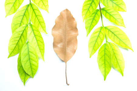 Green leaves and brown leaves on a white background