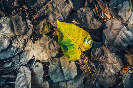 low key of yellow-brown leaf on wet autumn floor in a park in Thailand-selective focus and toned color.の写真素材