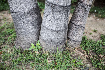 Stems and roots of betel palm in the garden.の写真素材