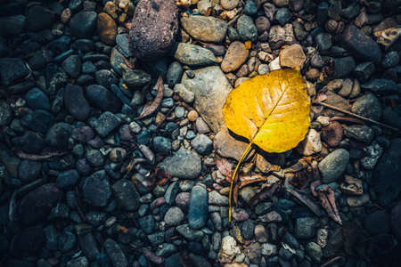 low key of yellow-brown leaf on wet autumn floor in a park in Thailand-selective focus and toned color.の写真素材