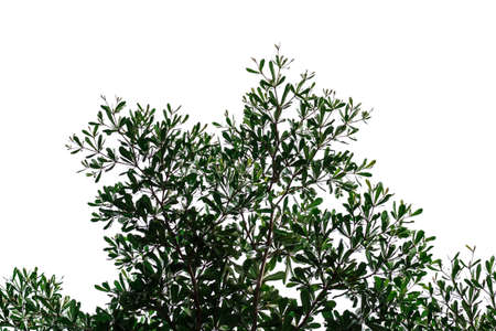 Tree branch silhouette on a white background-Isolate photo.の写真素材