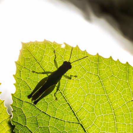 Grasshopper are plant eating insects and they are classified as serious pest and threat to food crop growers, Macro, Grasshoppers are insects of the order Orthoptera, suborder Caeliferaの写真素材