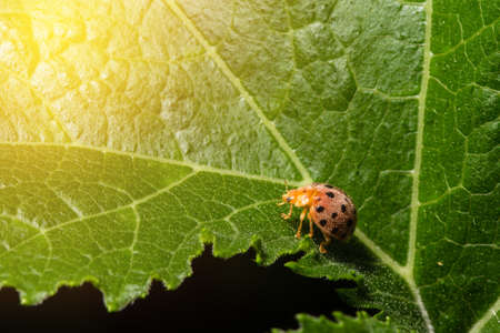 Ladybug or Ladybird or Lady beetle or Coccinellidae  sitting on a green leaf with sun light, macroの写真素材