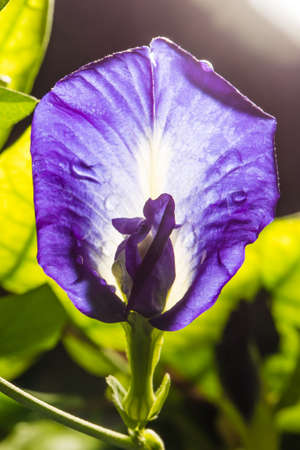 Macro shot of pea flower or purple flower or butterfly flower with sun light.Pea flower can make shampo.Selective focus and low key photo.の写真素材
