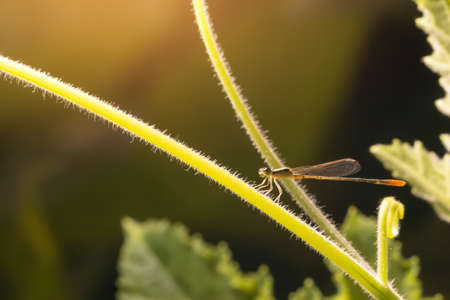 Macro photo of dragonfly on leaf, dragonfly is insect in arthropoda phylum, Insecta, dragonfly are characterized by large multifaceted eyes, two pairs of strong transparent wings., Selective focus.の写真素材