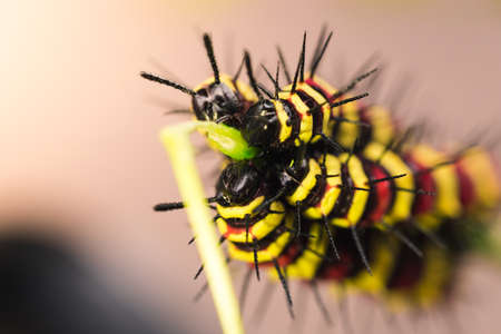 Macro of Painted Jezebel (Delias hyparete) caterpillars on their host plant leaf in nature,Butterfly worm, Low key and selective focus, Colroful.の写真素材