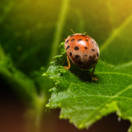 Ladybug or Ladybird or Lady beetle or Coccinellidae  sitting on a green leaf with sun light, macro