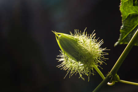Macro shot of Passiflora foetida ,Fetid passionflower, Scarletfruit passionflower, Stinking passionflower,Fruits,Wild fruits,Fetid passionflower have the benefit is to treat scabies. Low key photo and selective focus.の写真素材