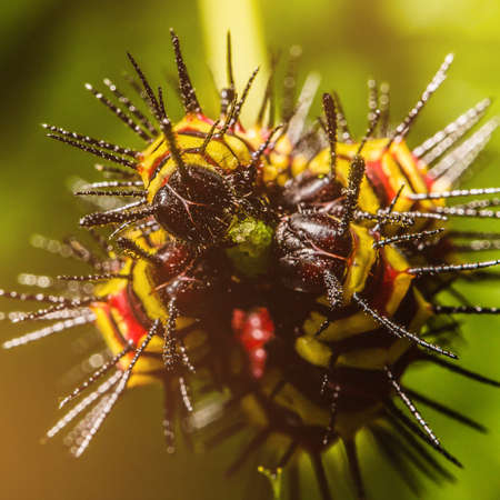 Macro of Painted Jezebel (Delias hyparete) caterpillars on their host plant leaf in nature,Butterfly worm, Low key and selective focus, Colroful.の写真素材