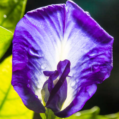 Macro shot of pea flower or purple flower or butterfly flower with sun light.Pea flower can make shampo.Selective focus and low key photo.の写真素材
