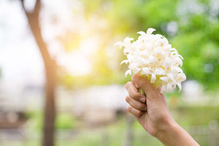 Hand of young holding a bouquet of jasmine with sun light. Jasmne is symbol of mother's day.の写真素材