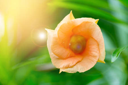 orange flower or yellow flower or yellow oleander in the park in morning with flare light.の写真素材