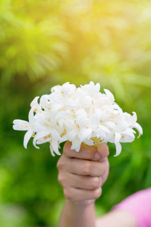 Hand of young holding a bouquet of jasmine with sun light. Jasmne is symbol of mother's day.の写真素材