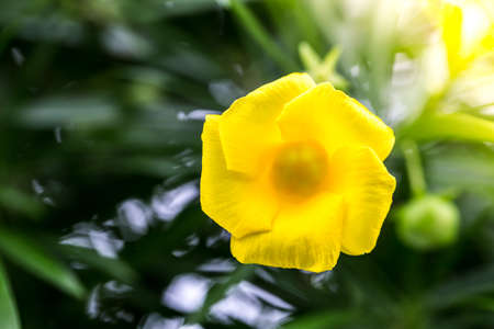 orange flower or yellow flower or delicate yellow oleander in the park in morning with flare light. Have text copy.の写真素材