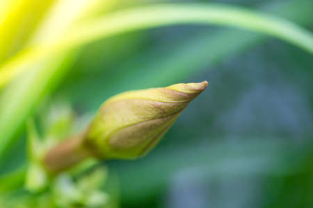 orange flower or yellow flower or delicate yellow oleander in the park in morning with flare light. Have text copy.の写真素材